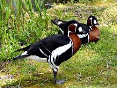 101PARC AUX OISEAUX DANS L AIN 2016 2_000005